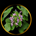 Horny Goat Weed
