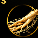 Panax Ginseng