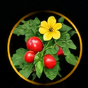 Tribulus Terrestris